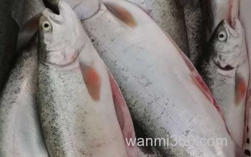 三文鱼_1
