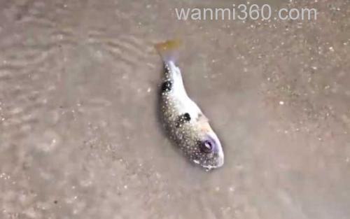 河豚_3