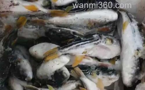 河豚_1