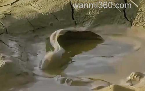 肺鱼_3