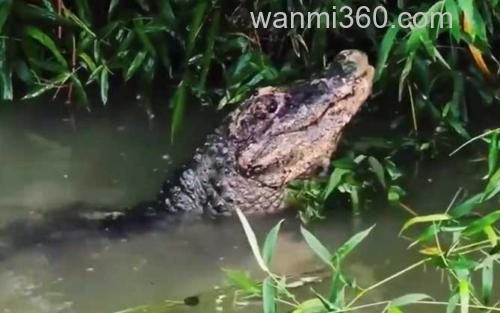 扬子鳄_0