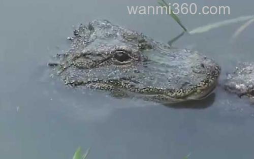 扬子鳄_1