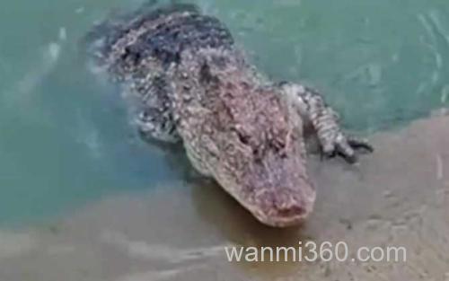 扬子鳄_0