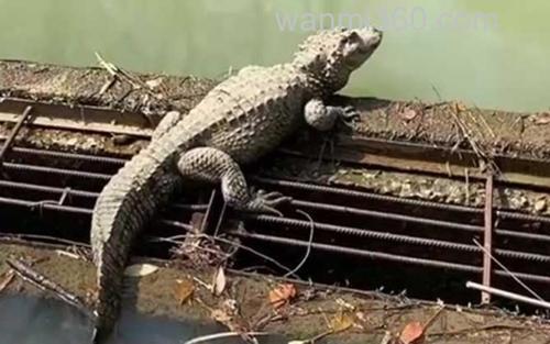扬子鳄_2