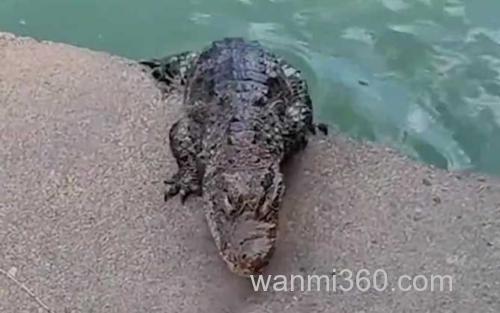 扬子鳄_2