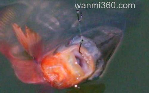 食人鲳_2