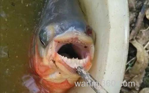 食人鲳_0