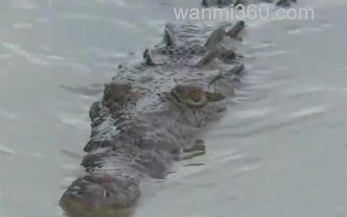 鳄鱼_2