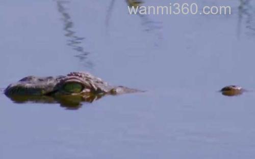 鳄鱼_1
