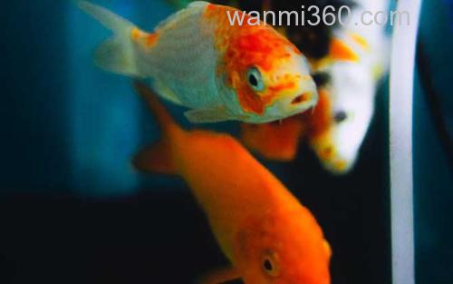 金鱼_1