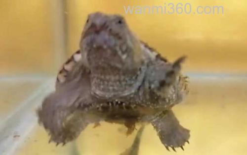 佛罗里达鳄龟_0