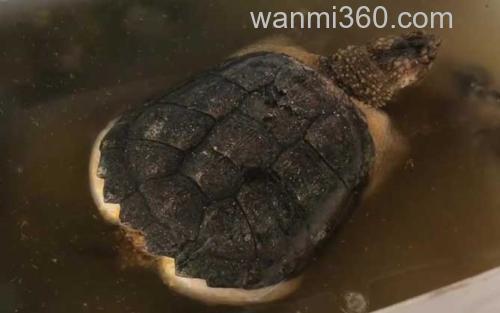 大鳄龟_0