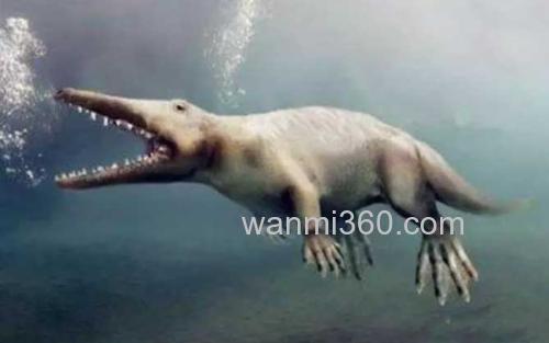巴基斯坦鲸_0