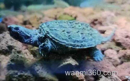 鳄龟_1