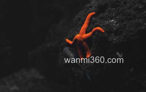海星_3