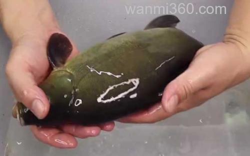 丁桂鱼_1