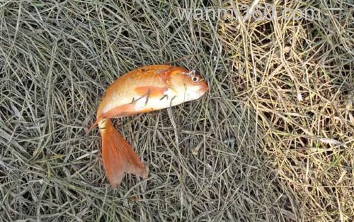 金鲫鱼_1