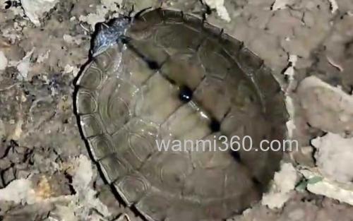 地图龟_0