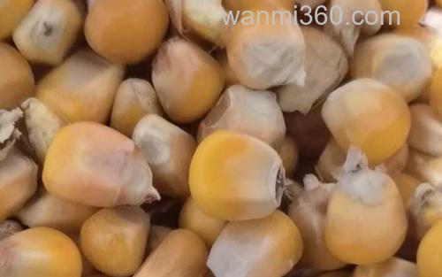 干玉米_4