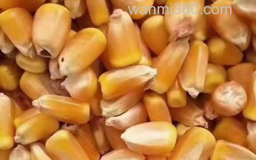 干玉米_2