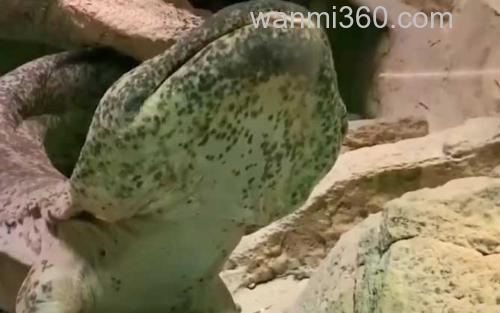 娃娃鱼_0