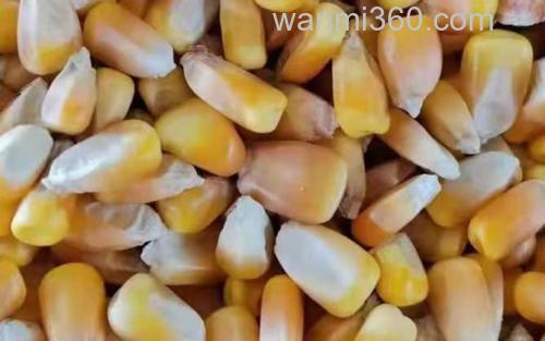 玉米_3