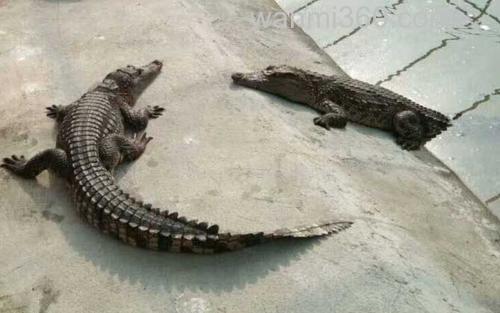 鳄鱼_1