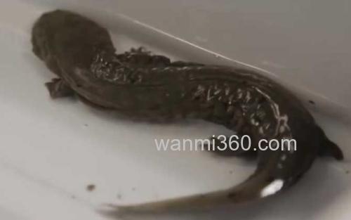 大鲵_3