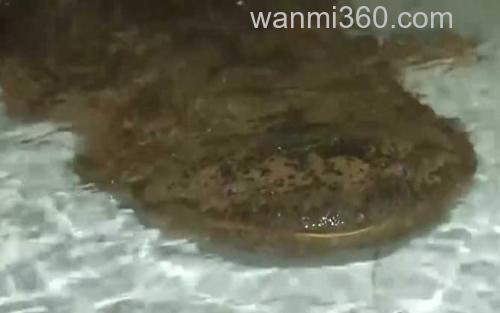 大鲵_2