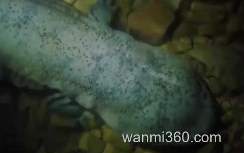 大鲵_1