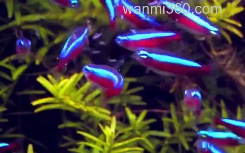 红绿灯鱼_4