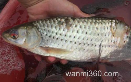 赤眼鳟_2