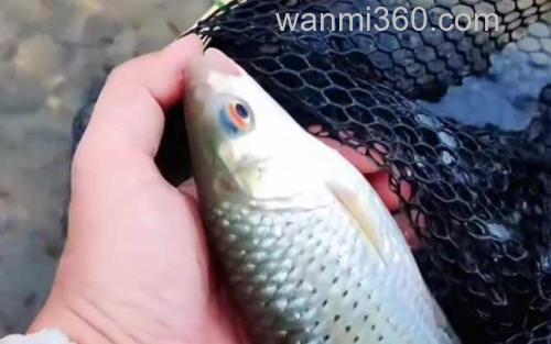 赤眼鳟_1