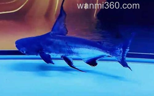 成吉思汗鲨_0