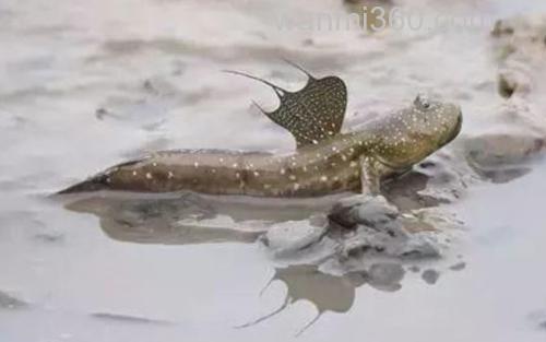 弹涂鱼_3