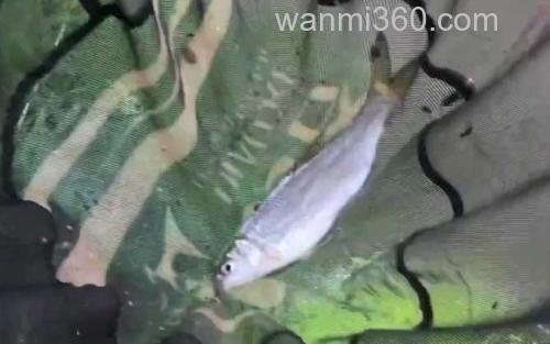 钓黄尾鱼_2