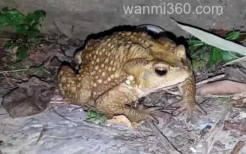 中华蟾蜍_1
