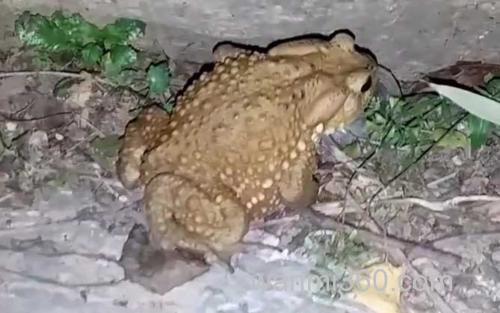 癞蛤蟆_0