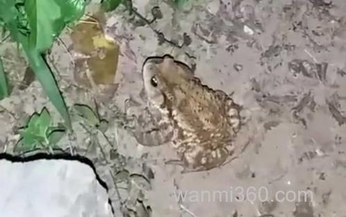 癞蛤蟆_2