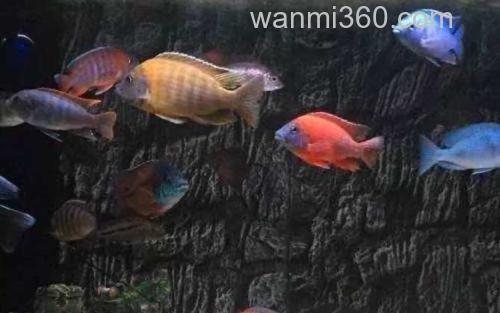 慈鲷_0