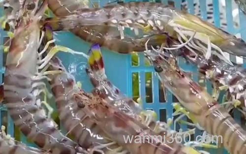 草虾_0