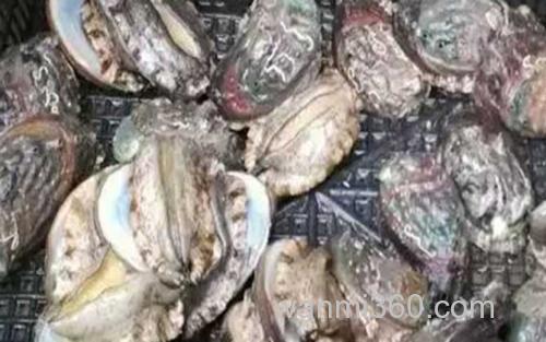 鲍鱼_3