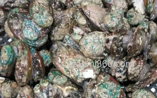 鲍鱼_2