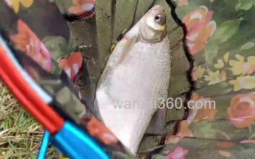 鳊鱼_2