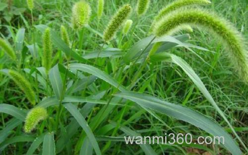 狗尾草_3