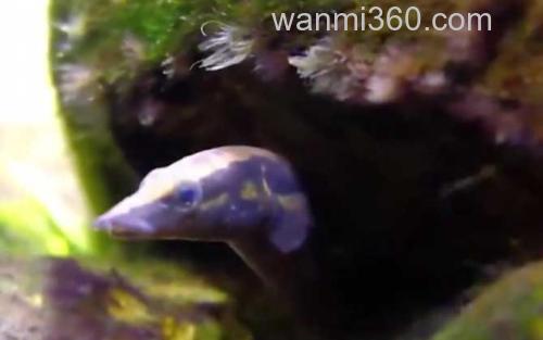 刺鳅_4