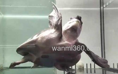 猪鼻龟_0