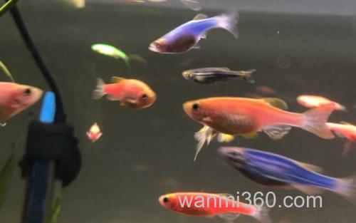 斑马鱼_1