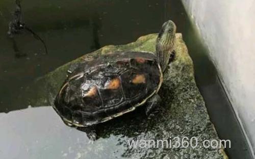 珍珠龟_0