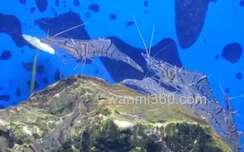 长臂虾_3